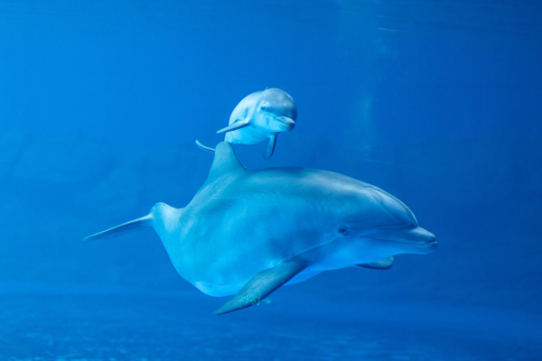 海南海洋欢乐世界推出“蓝海护卫队”全新IP 畅游四大主题乐园(图2)