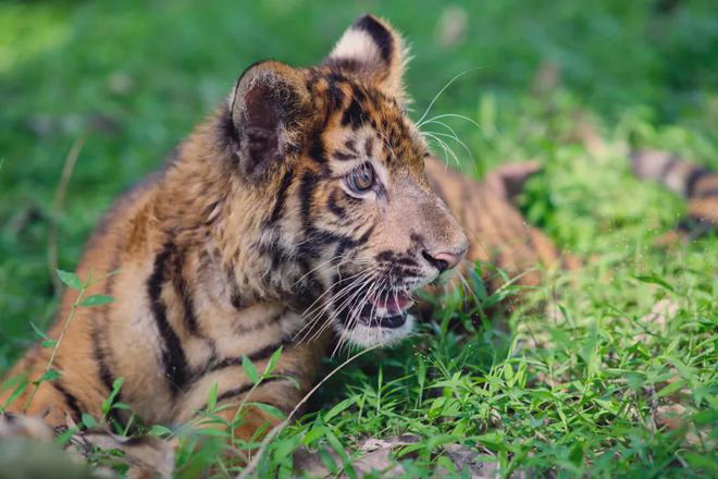 海口又一波宠粉福利来袭！看演唱会享景区优惠→
