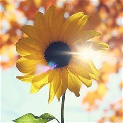 欢迎来到芒果体育