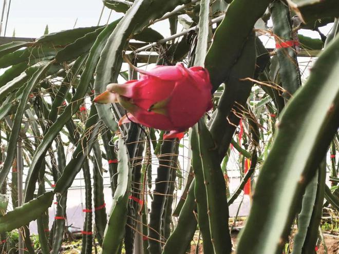 让每一笔产业资金都“活起来”