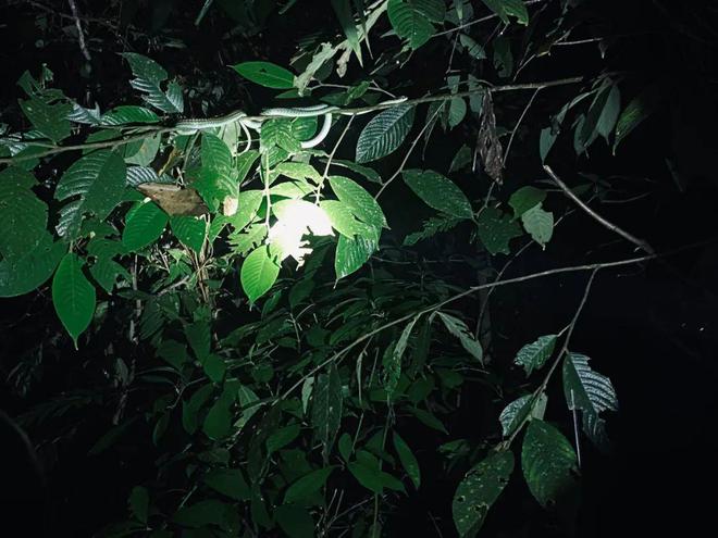 今年最猛的旅行在大马雨林里徒步7小时(图3)