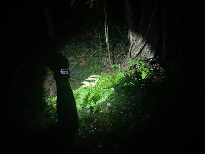 今年最猛的旅行在大马雨林里徒步7小时(图2)
