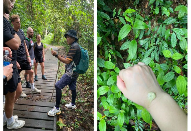 今年最猛的旅行在大马雨林里徒步7小时(图5)