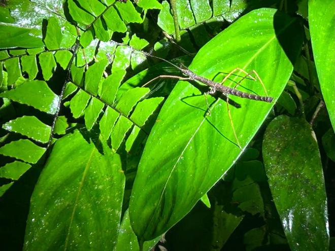 今年最猛的旅行在大马雨林里徒步7小时(图4)
