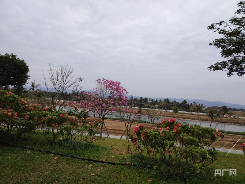 媒体海棠行：见证多元魅力 共绘发展新画卷(图10)