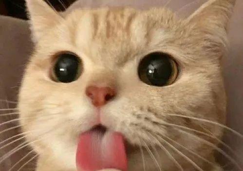 非雪季平替运动带你一解“雪馋”