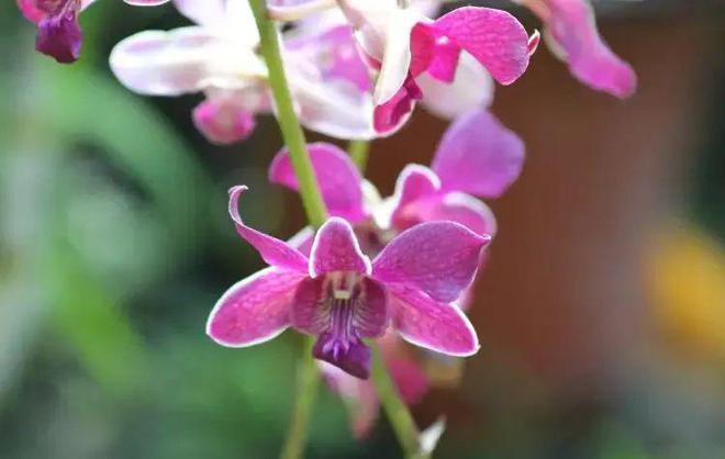 人生海岛必有“斐济”免签又好玩！打卡麦当娜私藏的隐密岛解锁VOMO假期(图16)