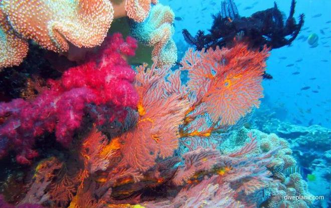 人生海岛必有“斐济”免签又好玩！打卡麦当娜私藏的隐密岛解锁VOMO假期(图24)