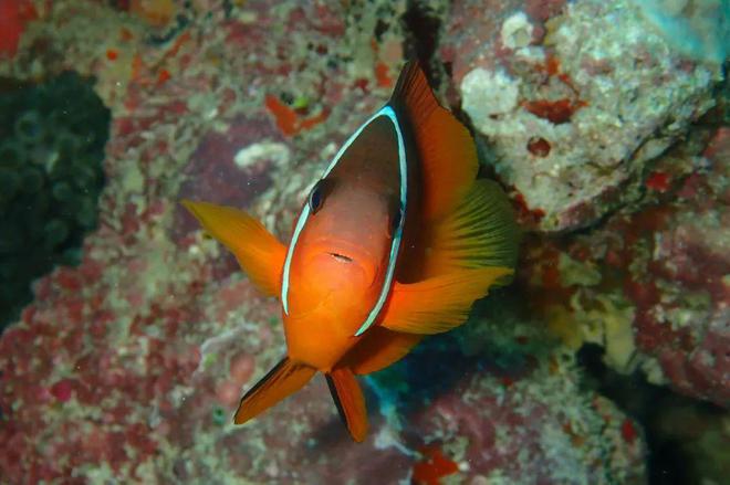 人生海岛必有“斐济”免签又好玩！打卡麦当娜私藏的隐密岛解锁VOMO假期(图27)