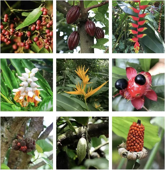 度假旅行丨2025「海南房车」环岛7天6晚自驾游(图16)