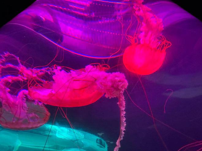 古风国潮非遗元素满满灵蛇献祥瑞好景好玩好乐趣(图6)