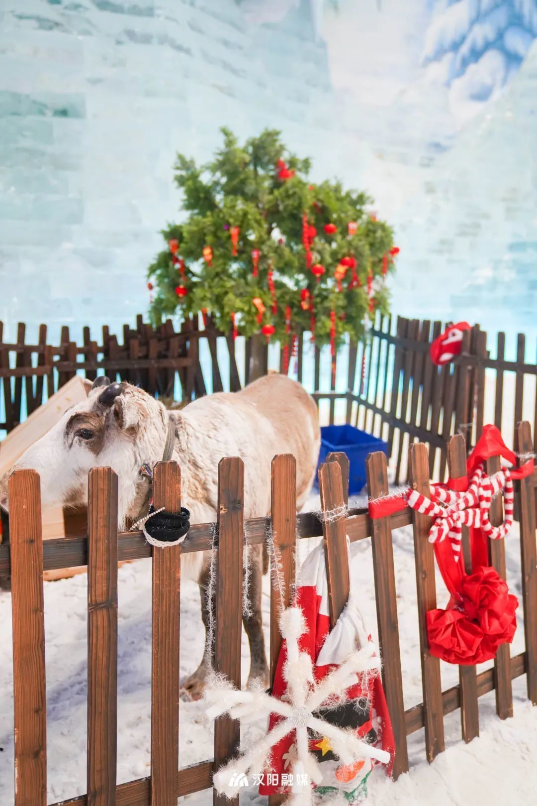 嗨翻了！汉阳知音冰雪季引爆“体育过大年”(图4)