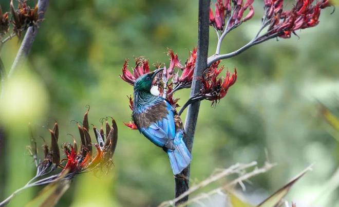 世界幸福国家榜单出炉：新西兰排名第10！中国人幸福感全球最高！(图22)