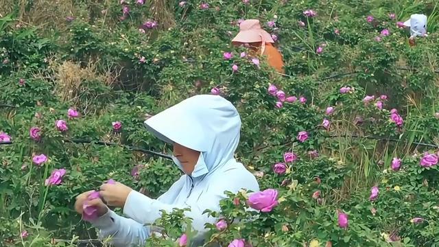 塔克拉玛干锁边是怎样做到的？意义是什么？(图13)