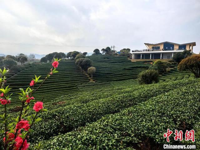 广西昭平县打造特色旅游新体验 茶山成广大茶农福祉(图2)