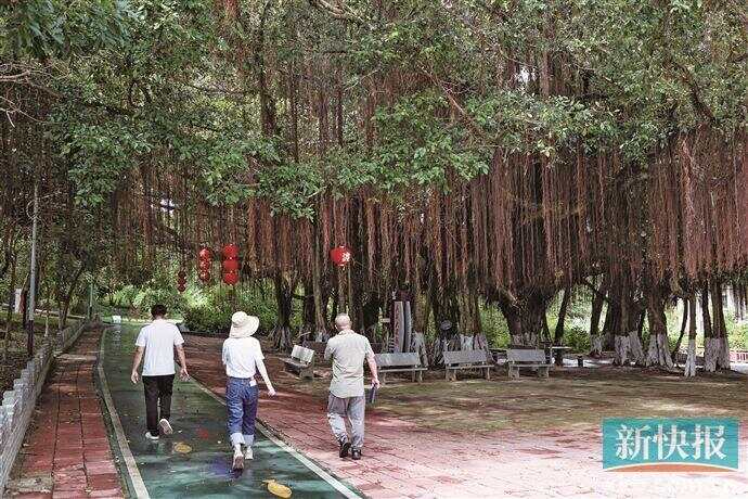阳江市阳西县沙扒镇：聚力牧海耕田 打造诗意沙扒(图4)