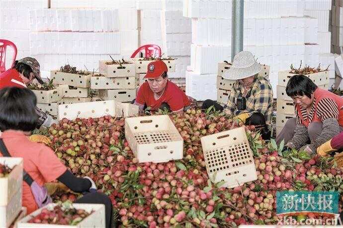 阳江市阳西县沙扒镇：聚力牧海耕田 打造诗意沙扒(图5)