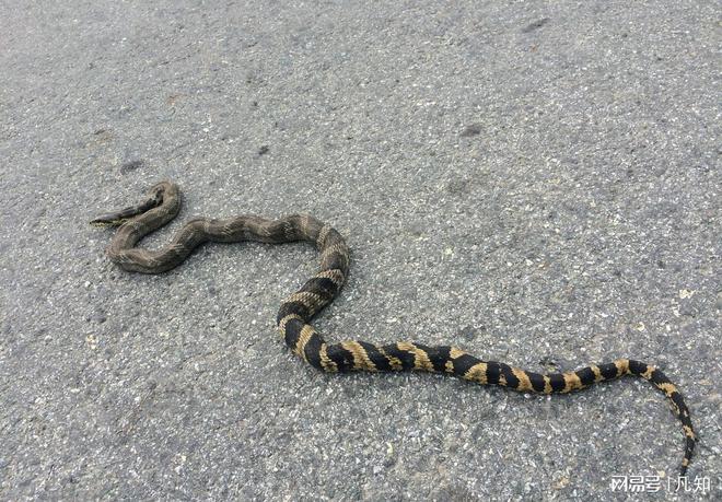 27岁女孩被蛇咬身亡后续：生活照曝光家属透露更多细节 官方通(图20)