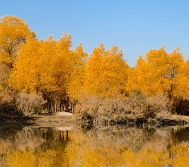 额济纳旗胡杨林景区攻略：旅行社、十个必去景点、观赏时间大揭秘
