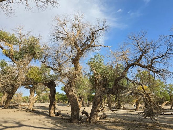 额济纳旗胡杨林景区攻略：旅行社、十个必去景点、观赏时间大揭秘(图4)