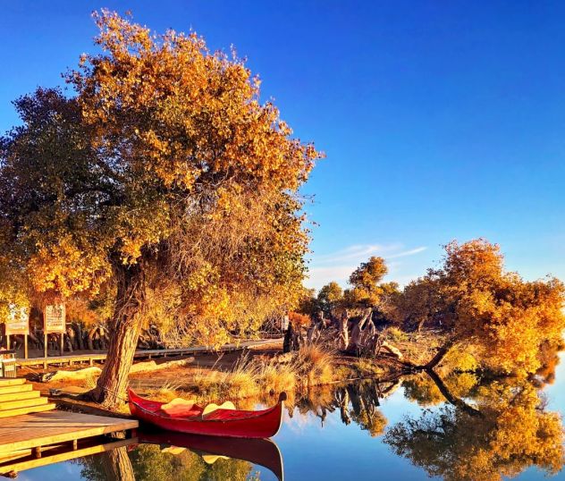 额济纳旗胡杨林景区游玩指南：远胜游亲测最佳时间及必看景点解析