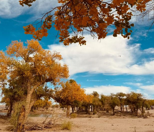 额济纳旗胡杨林景区游玩指南：远胜游亲测最佳时间及必看景点解析(图4)