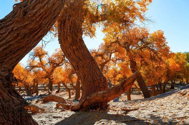 额济纳旗胡杨林景区游玩指南：远胜游亲测最佳时间及必看景点解析(图3)