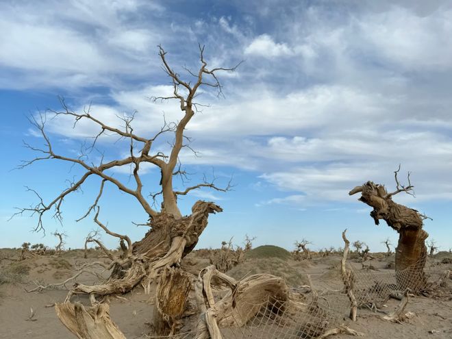 额济纳旗胡杨林景区游玩指南：远胜游亲测最佳时间及必看景点解析(图5)