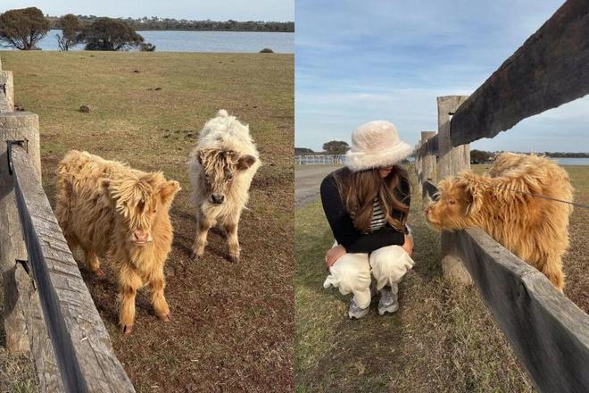 世界最宜居城市很多唯独这座有萌死人的树熊、喝不完的咖啡馆、美到窒息的日落天际线！(图3)