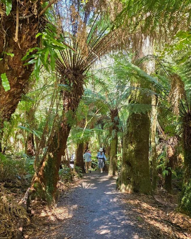 世界最宜居城市很多唯独这座有萌死人的树熊、喝不完的咖啡馆、美到窒息的日落天际线！(图13)