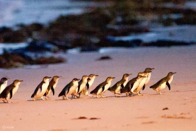 世界最宜居城市很多唯独这座有萌死人的树熊、喝不完的咖啡馆、美到窒息的日落天际线！(图23)