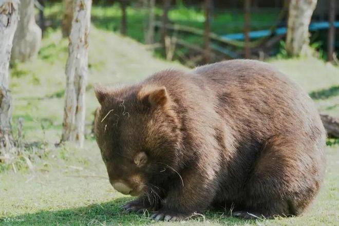 世界最宜居城市很多唯独这座有萌死人的树熊、喝不完的咖啡馆、美到窒息的日落天际线！(图21)