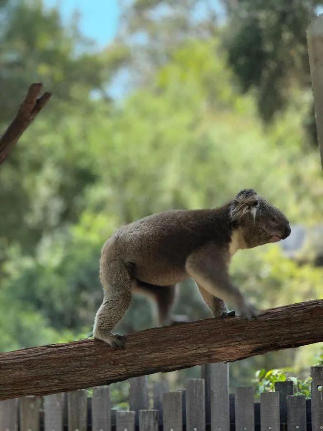世界最宜居城市很多唯独这座有萌死人的树熊、喝不完的咖啡馆、美到窒息的日落天际线！(图29)