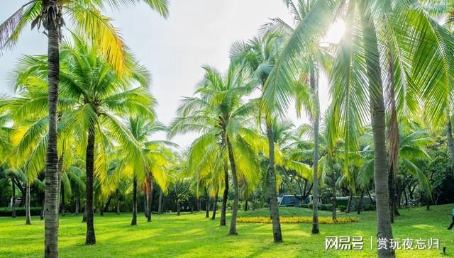 三亚必去的10个地方去过5个以上才算真正到过三亚你去过几个(图25)