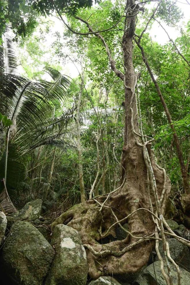 海南万宁亲子营~海边五钻酒店呀诺达雨林探秘帆船+浮潜+冲浪等10+项体验一营全搞定！(图31)